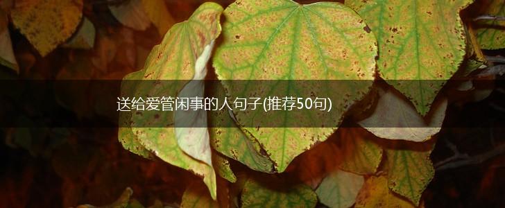送给爱管闲事的人句子(推荐50句),第1张