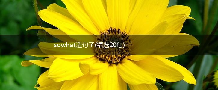 sowhat造句子(精选20句),第1张