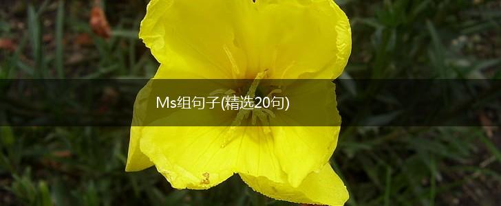 Ms组句子(精选20句),第1张