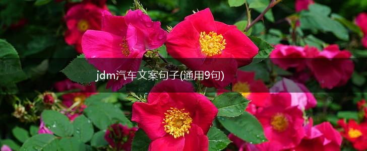 jdm汽车文案句子(通用9句),第1张