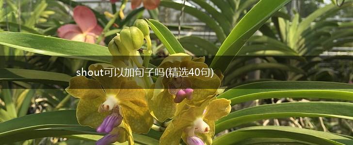 shout可以加句子吗(精选40句),第1张