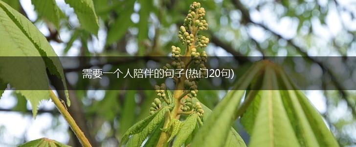需要一个人陪伴的句子(热门20句),第1张