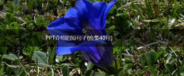 PPT介绍的短句子(合集40句),第1张