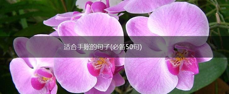 适合手账的句子(必备50句),第1张