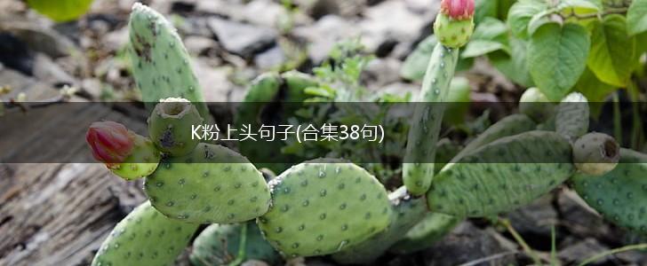 K粉上头句子(合集38句),第1张