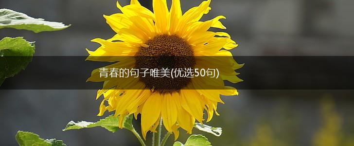 青春的句子唯美(优选50句),第1张