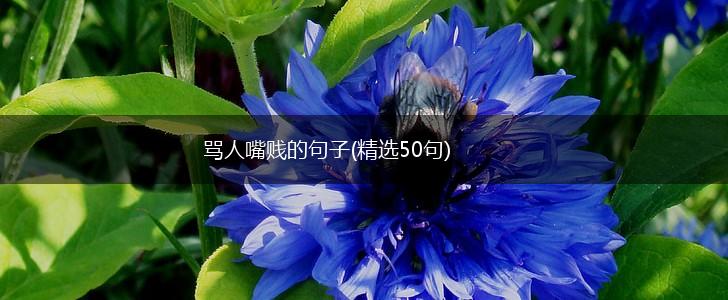 骂人嘴贱的句子(精选50句),第1张