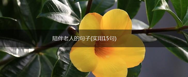 陪伴老人的句子(实用15句),第1张