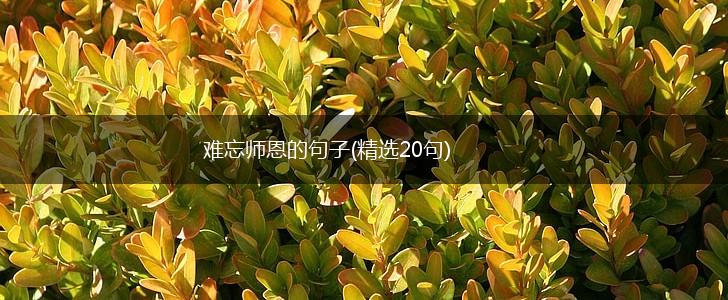 难忘师恩的句子(精选20句),第1张