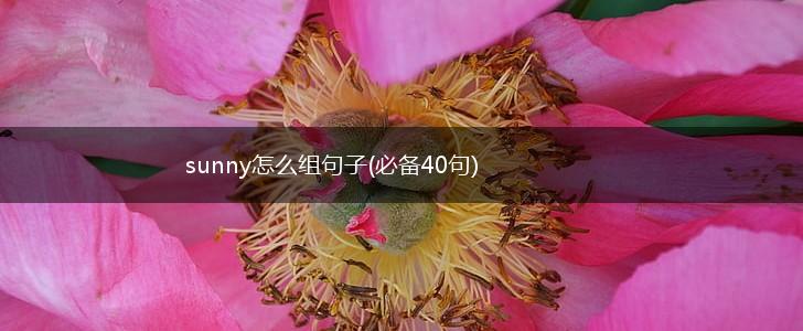 sunny怎么组句子(必备40句),第1张