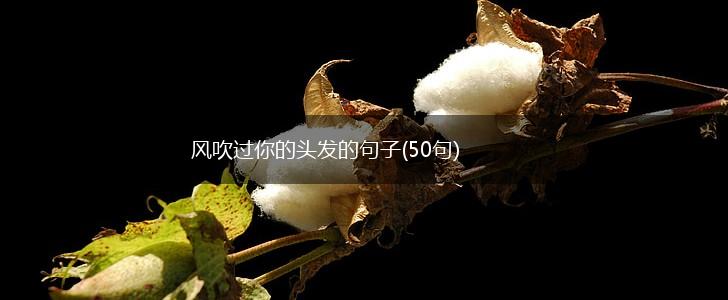 风吹过你的头发的句子(50句),第1张