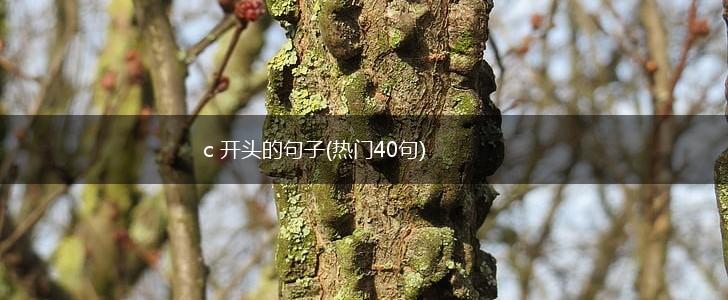 c 开头的句子(热门40句),第1张