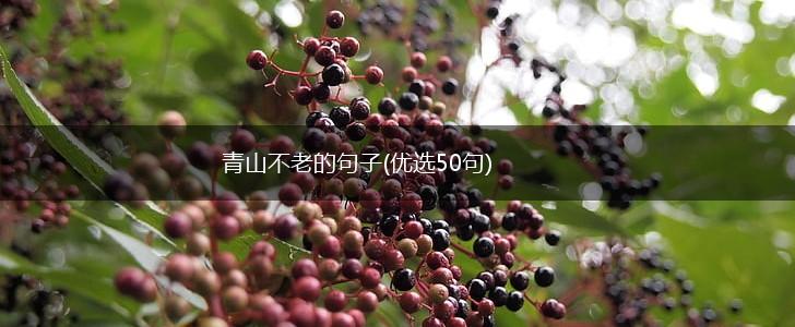 青山不老的句子(优选50句),第1张