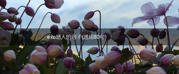 exo感人的句子(通用80句),第1张