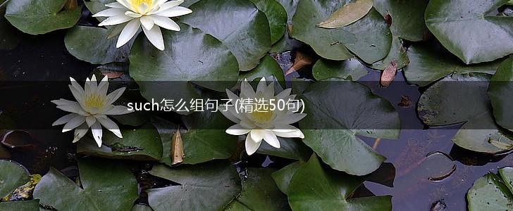 such怎么组句子(精选50句),第1张