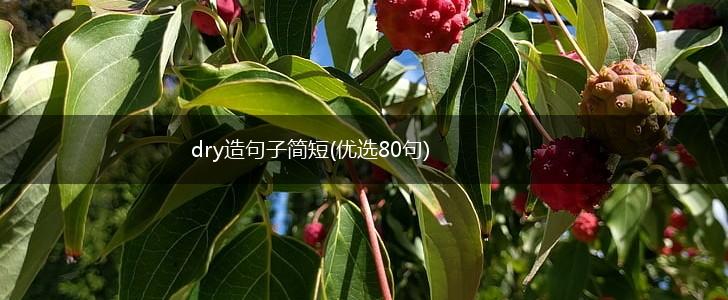 dry造句子简短(优选80句),第1张