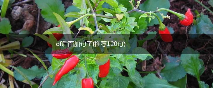 of后面加句子(推荐120句),第1张