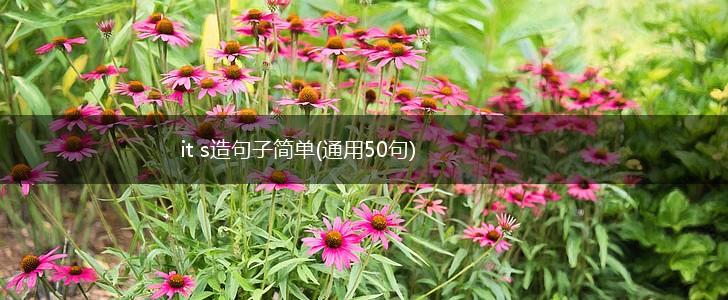 it s造句子简单(通用50句),第1张