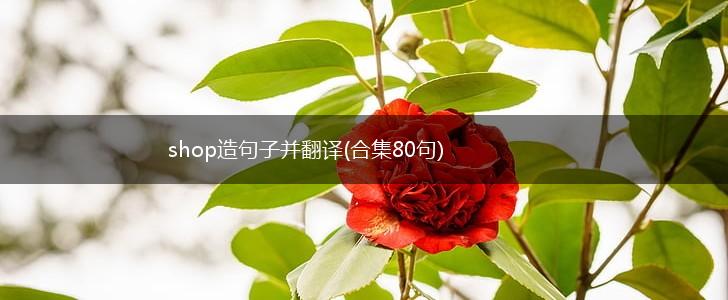 shop造句子并翻译(合集80句),第1张