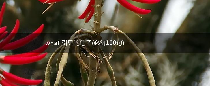 what 引导的句子(必备100句),第1张
