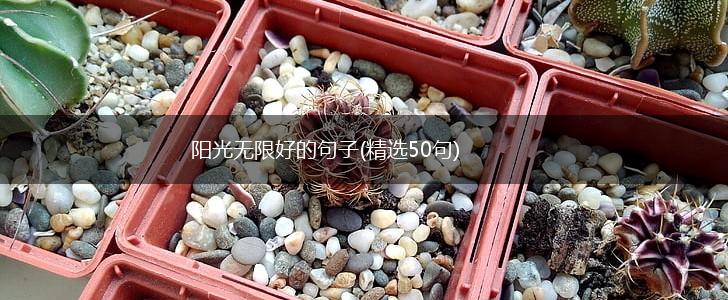 阳光无限好的句子(精选50句),第1张