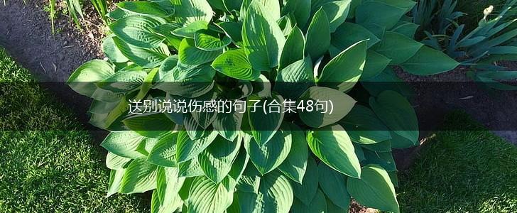 送别说说伤感的句子(合集48句),第1张