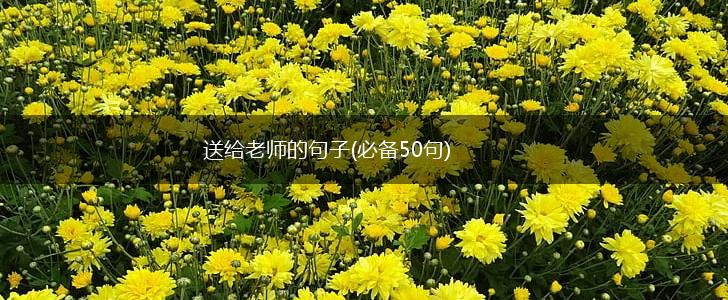送给老师的句子(必备50句),第1张