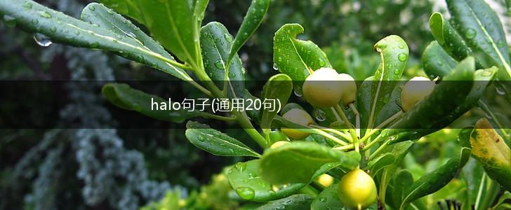halo句子(通用20句),第1张