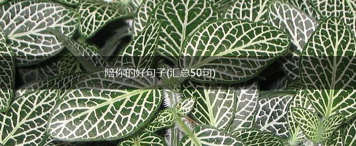 陪你的好句子(汇总50句),第1张