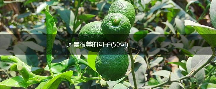 风景很美的句子(50句),第1张