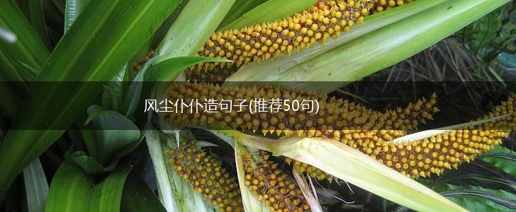 风尘仆仆造句子(推荐50句),第1张