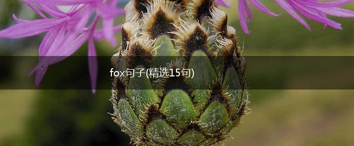 fox句子(精选15句),第1张