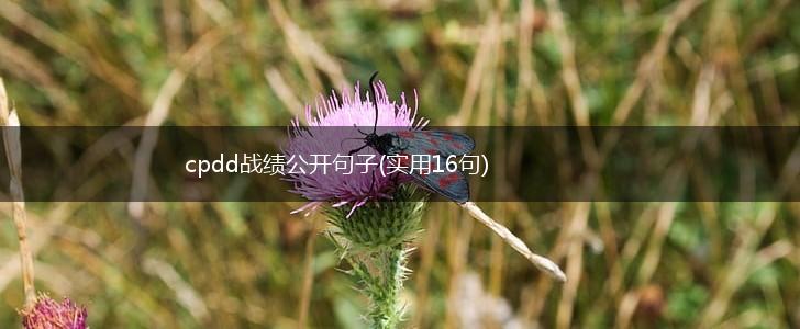 cpdd战绩公开句子(实用16句),第1张