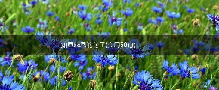 知恩感恩的句子(实用50句),第1张