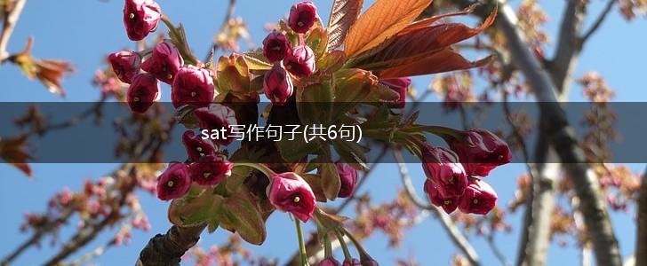 sat写作句子(共6句),第1张