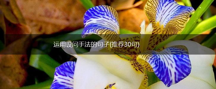 运用设问手法的句子(推荐30句),第1张
