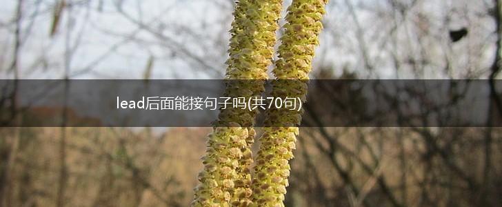 lead后面能接句子吗(共70句),第1张