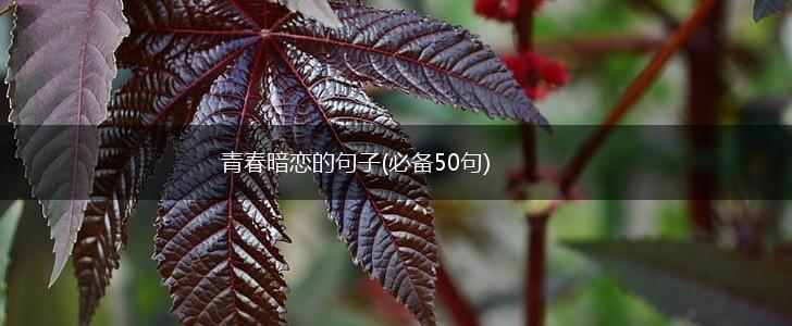 青春暗恋的句子(必备50句),第1张