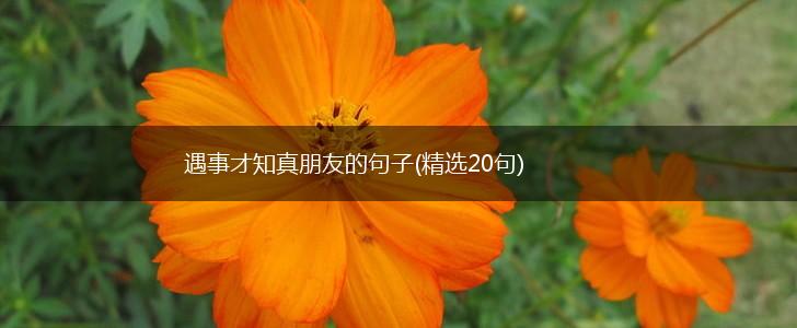 遇事才知真朋友的句子(精选20句),第1张