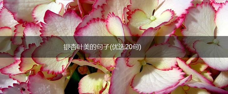 银杏叶美的句子(优选20句),第1张