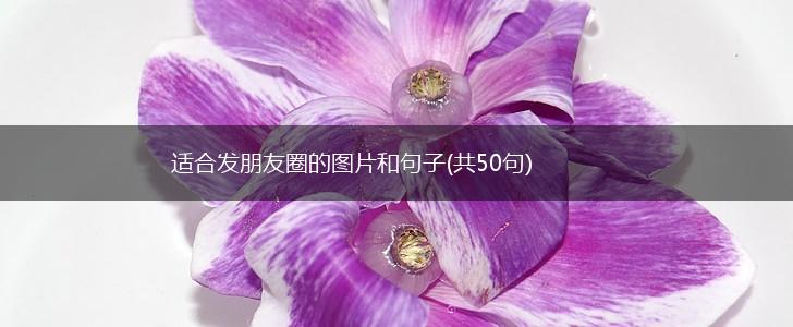 适合发朋友圈的图片和句子(共50句),第1张