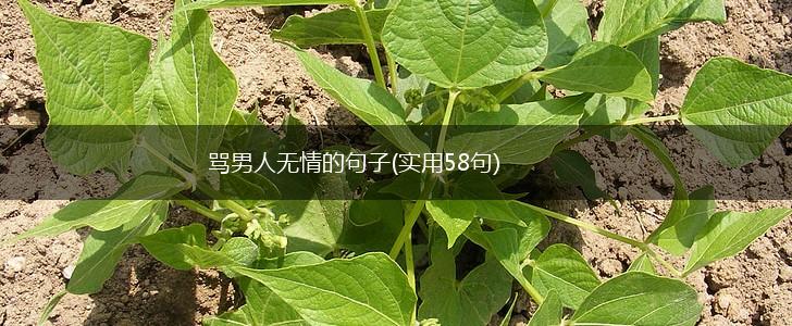 骂男人无情的句子(实用58句),第1张