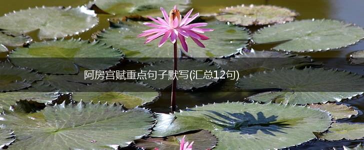 阿房宫赋重点句子默写(汇总12句),第1张