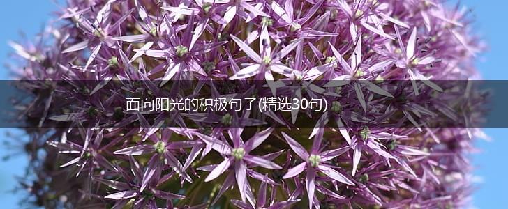 面向阳光的积极句子(精选30句),第1张
