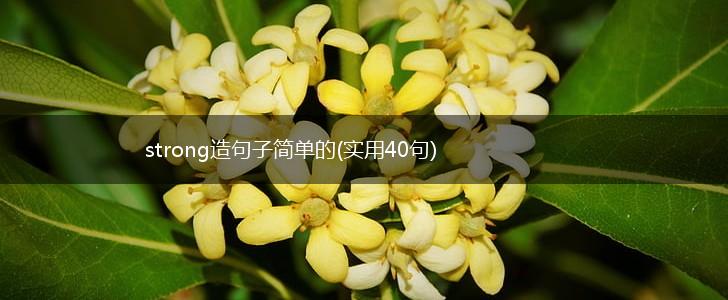 strong造句子简单的(实用40句),第1张