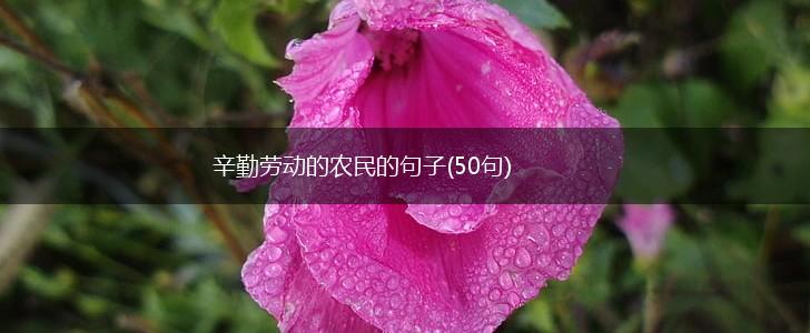 辛勤劳动的农民的句子(50句),第1张