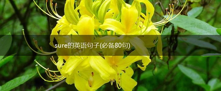 sure的英语句子(必备80句),第1张