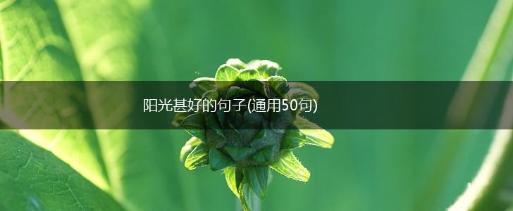 阳光甚好的句子(通用50句),第1张