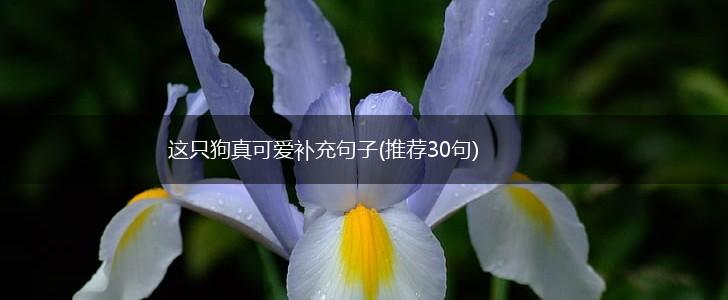 这只狗真可爱补充句子(推荐30句),第1张