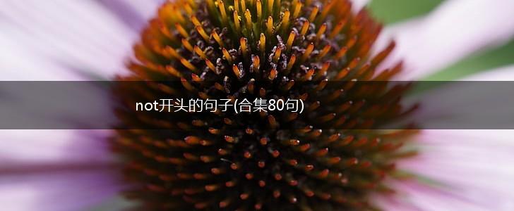 not开头的句子(合集80句),第1张